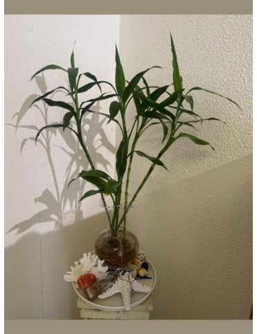 Life is Beautiful Lucky Bamboo Holder