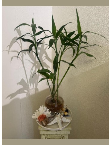Life is Beautiful Lucky Bamboo Holder